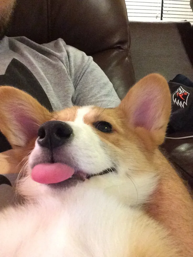 Why We’re All Obsessed with Corgis: The Ultimate "Short Kings" of the