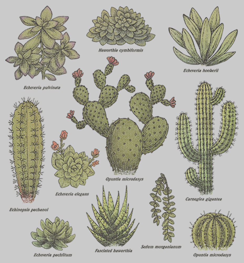 Men's Lost Gods Botanical Cacti  Adult Sweatshirt